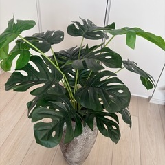 モンステラフェイクグリーンの画像