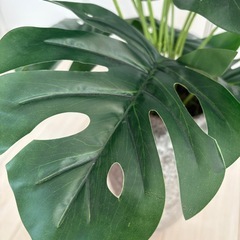 モンステラフェイクグリーンの画像