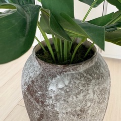 モンステラフェイクグリーンの画像