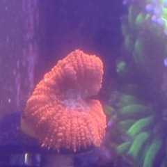 ディスクコーラル　 の画像