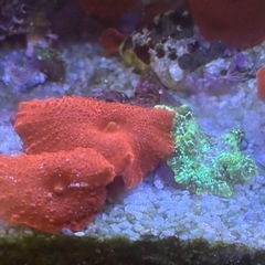 ディスクコーラル(レッド&グリーン)の画像