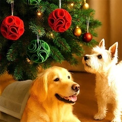🎄愛犬へのクリスマスギフト、一緒に作りましょう!!　 🐕わ…