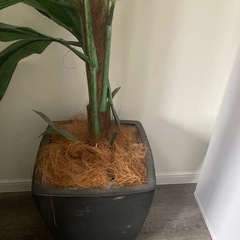 観賞植物用の鉢2個の画像