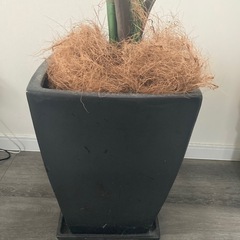 観賞植物用の鉢2個の画像