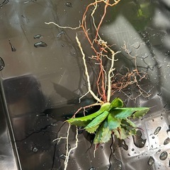 アガベ　曲刺八雷の画像