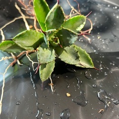 アガベ　曲刺八雷の画像