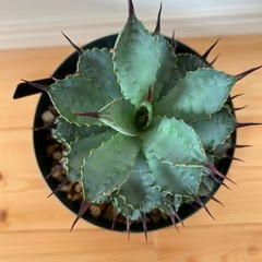 アガベ　曲刺八雷の画像