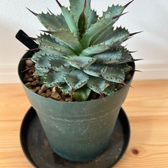 アガベ　曲刺八雷の画像