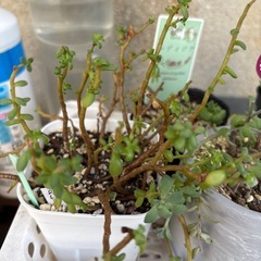 多肉植物→まとめての画像