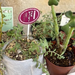 多肉植物→まとめての画像