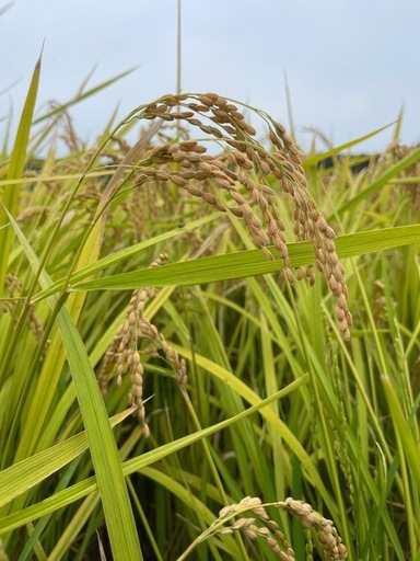 在庫調整　御坊渡し　７年度産　新米　キヌヒカリ 玄米30kg