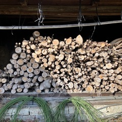 ケヤキ樹木の画像