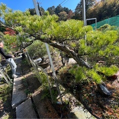 本日限り‼️五葉松盆栽の画像