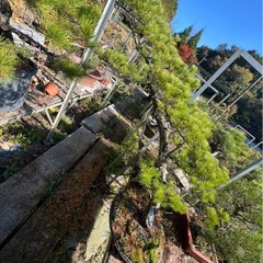 本日限り‼️五葉松盆栽の画像