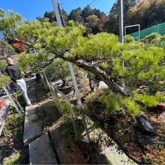 本日限り‼️五葉松盆栽の画像