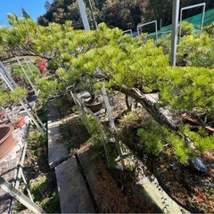 本日限り‼️五葉松盆栽の画像