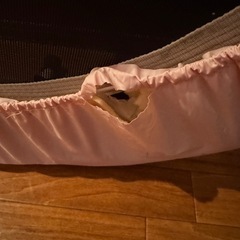 子供のトランポリンの画像