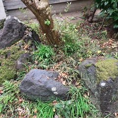 庭石の画像