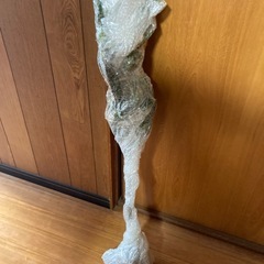 商談中…果物苗木　大実　キンカン/金柑苗木/きんかん　植えて5〜6年はなります　　最終価格の画像