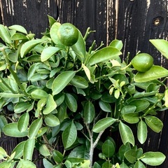 商談中…果物苗木　大実　キンカン/金柑苗木/きんかん　植えて5〜6年はなります　　最終価格の画像