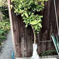 商談中…果物苗木　大実　キンカン/金柑苗木/きんかん　植えて5〜6年はなります　　最終価格の画像