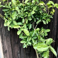 商談中…果物苗木　大実　キンカン/金柑苗木/きんかん　植えて5〜6年はなります　　最終価格の画像