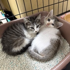 【里親募集中】生後2ヶ月子猫ちゃん