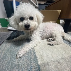 ピジョンフリーゼ