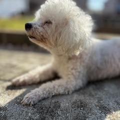 ピジョンフリーゼ