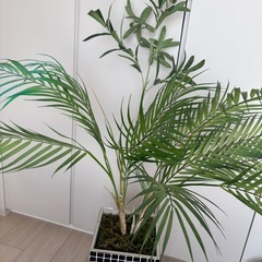 フェイクグリーンの画像