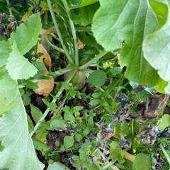 13時から16時まで⏰今が旬の大根🥬お好きなの抜いてください😊の画像