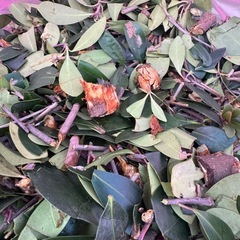 伐採した枝葉を欲しい方の画像