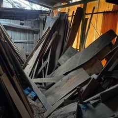 11/25  杉の木　大量　の画像