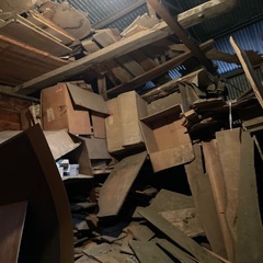 11/25  杉の木　大量　の画像