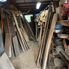 11/25  杉の木　大量　の画像