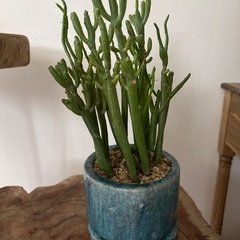 ミルクブッシュ鉢付き★インテリアグリーンの画像