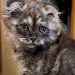 ✨2025年11月30日(日) 13時から立川すみれペット…