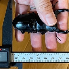 オオクワガタＳＲ血統ペア（同腹89.5）の画像