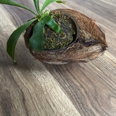 小さなビカクシダ　ココナッツシェル付きの画像