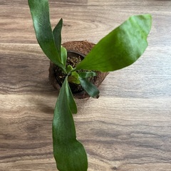 小さなビカクシダ　ココナッツシェル付きの画像