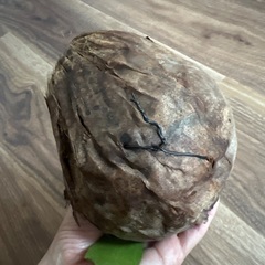 小さなビカクシダ　ココナッツシェル付きの画像