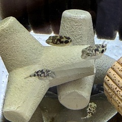 アベニーパファー　稚魚　5匹【淡水魚　熱帯魚】