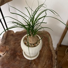 鉢付き★トックリランの画像