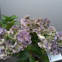 秋色 アジサイ 紫陽花 アンティーク色★ 発送可の画像