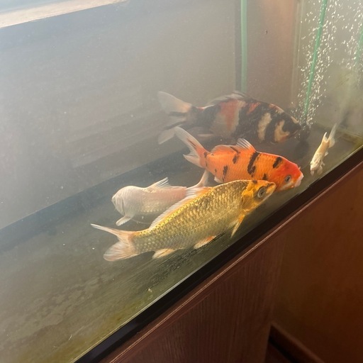 錦鯉５匹セット！