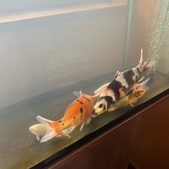 錦鯉５匹セット！の画像