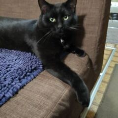 【お話し中です】　とっても優しく甘えん坊な猫