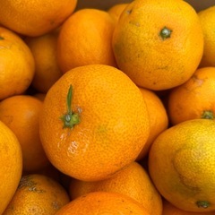 熊本県産早生みかん1箱
の画像