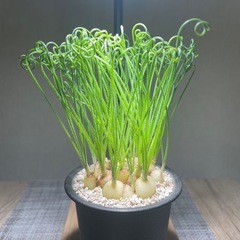 球根多肉植物 アルブカ スピラリス群生の画像