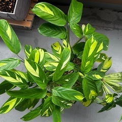 クテナンテ　ルベルシアーナ🪴インナチュラルの6号鉢入りの画像